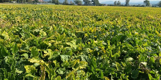 Durch die Viröse Vergilbung werden die durchschnittlichen Erträge in der Westschweiz auf 65 t/ha geschätzt. (Bild Katrin Erfurt)