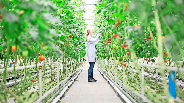 Nur wenn die Kosten dafür gedeckt werden können, investieren Unternehmen in neue Züchtungsmethoden: Dafür soll der Patentschutz sorgen.