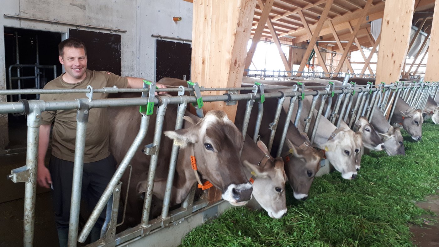 Andy Elliker ist der neue Präsident der IG Neue Schweizer Kuh, hier mit seiner Braunviehherde. (Bild zVg/IG Neue Schweizer Kuh)