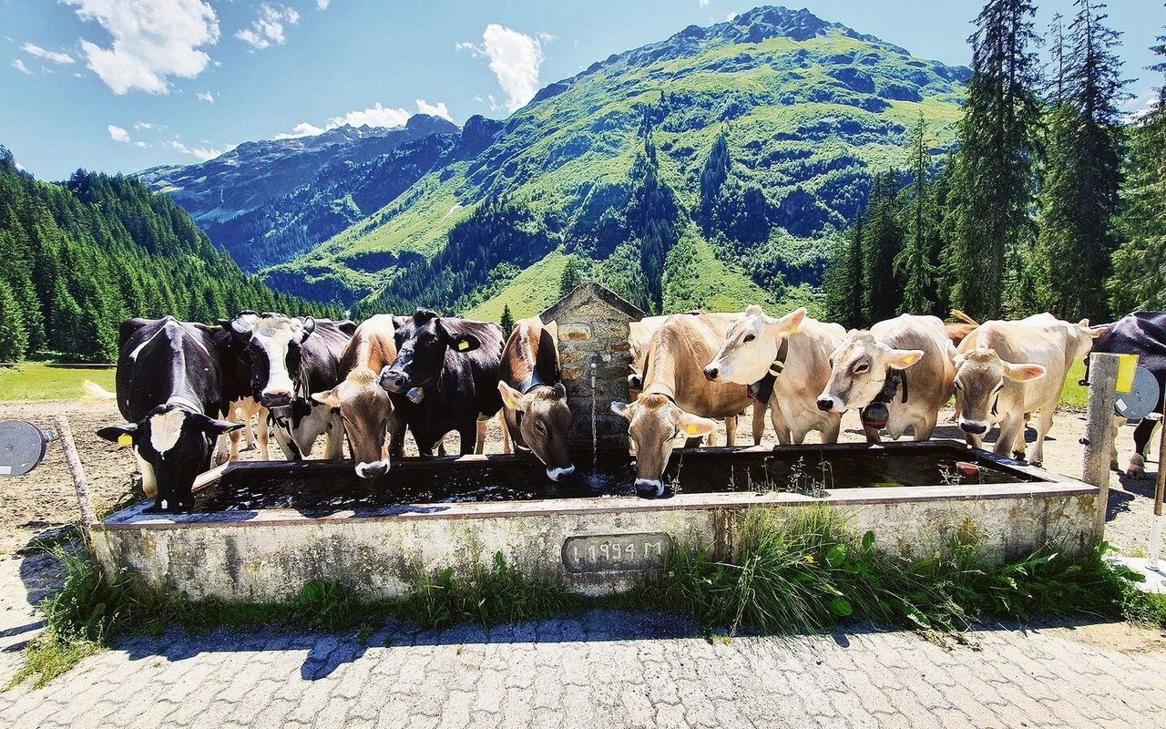 Die Alp Novai liegt bei Klosters eingangs des Vereinatals. Hier wurden diese Saison 76 Kühe und 40 Alpschweine gesömmert.