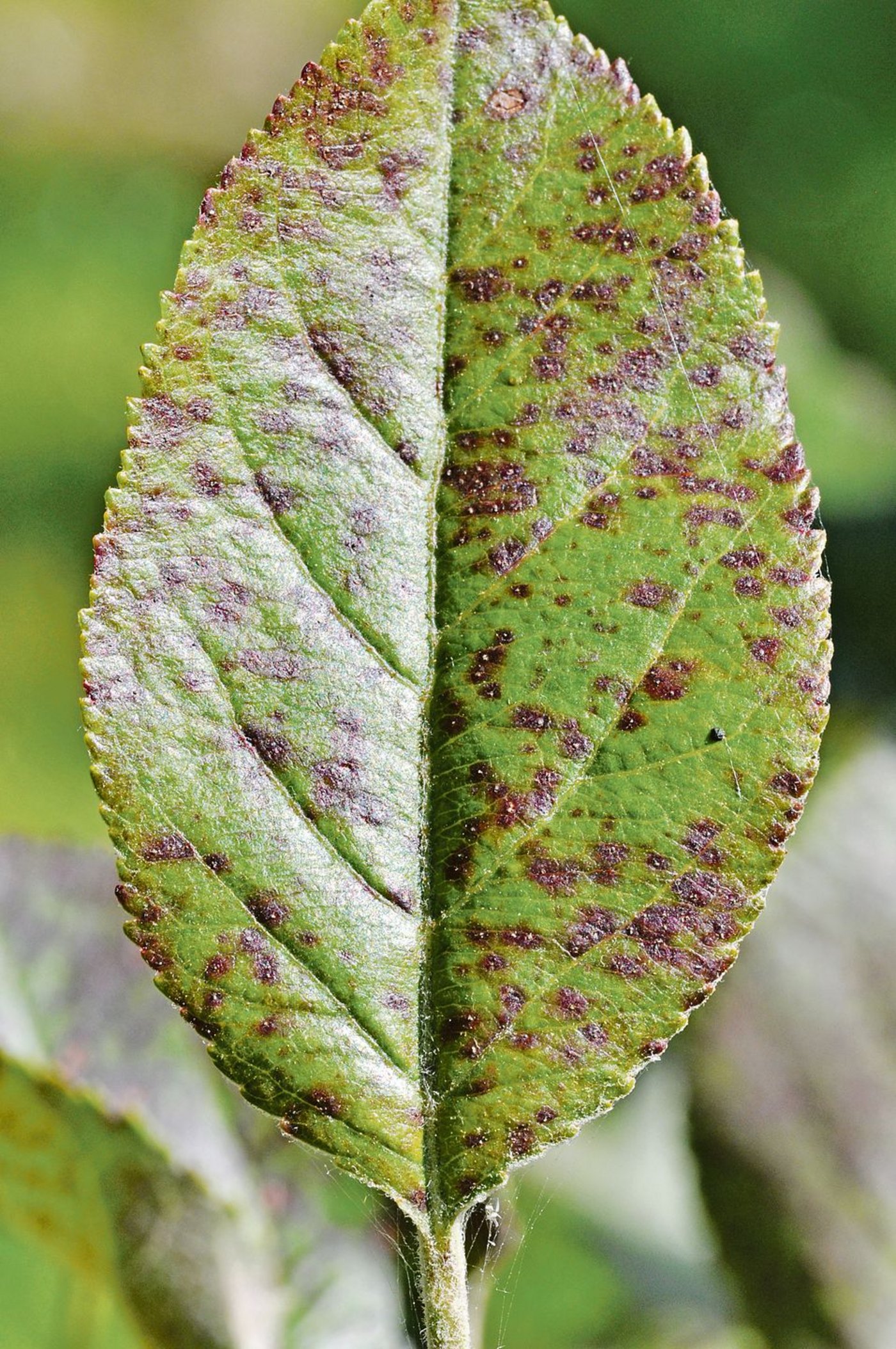 Erste Marssonina-Symptome auf dem Blatt.(Bild Agroscope)