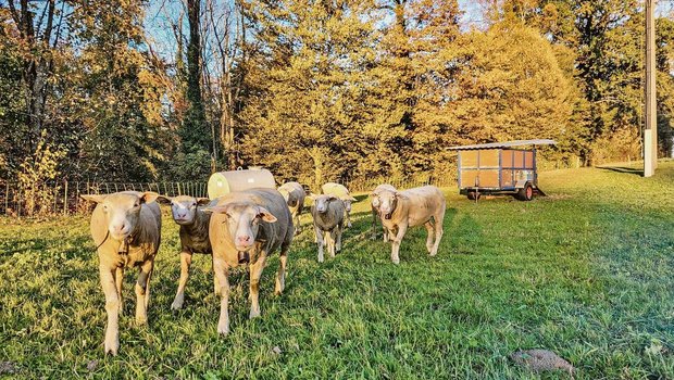 Der Herbst ist da und damit andere Gehalte im Futter. Eine Ergänzungsfütterung mit Heu ist zu empfehlen.