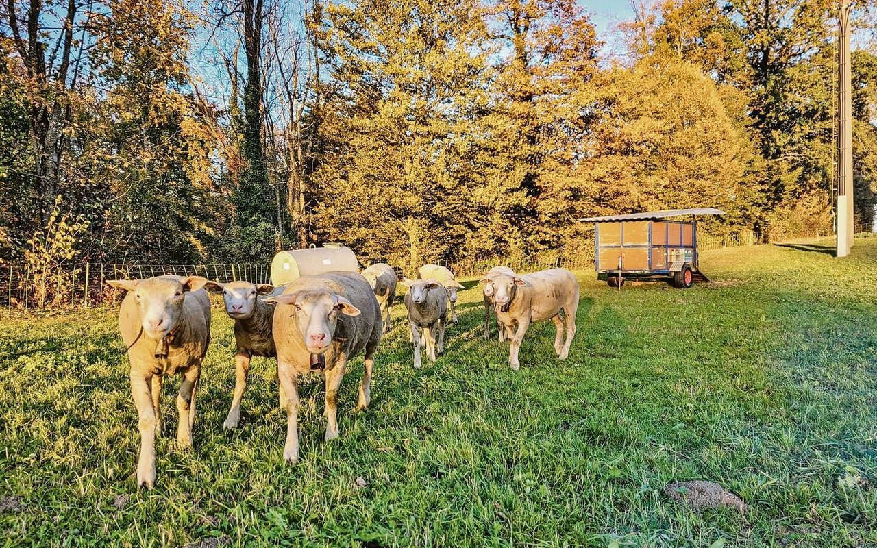 Der Herbst ist da und damit andere Gehalte im Futter. Eine Ergänzungsfütterung mit Heu ist zu empfehlen.