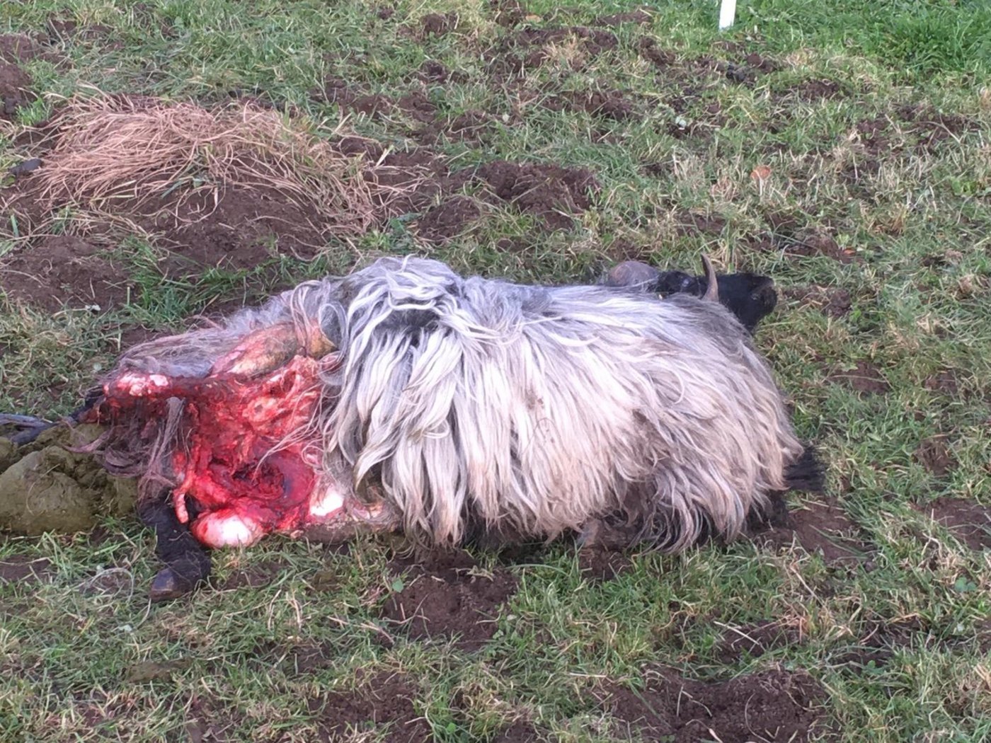 Ein Schafhalter fand zwei seiner Schafe tot vor. (Bild zVg)