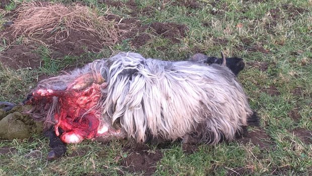 Ein Schafhalter fand zwei seiner Schafe tot vor. (Bild zVg)
