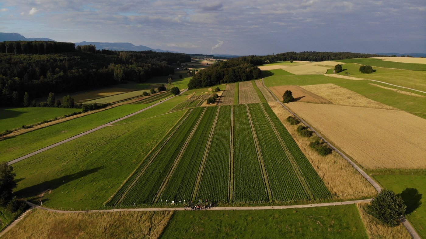 Drohnenaufnahmen vom Sortenversuch. Die Blühstreifen sind als Fahrgassen angelegt worden. (Bild FiBL/Afoeldi Thomas)