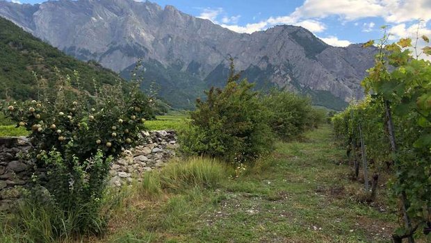 Eine partielle Bodenbegrünung in den Rebbergen kommt der Heidelerche, aber auch dem Wiedehopf, Wendehals oder Gartenrotschwanz zugute. Gehölze in Rebbergen bieten Brutmöglichkeiten für die Zaunammer sowie für weitere Vogelarten. (Bild Vogelwarte)