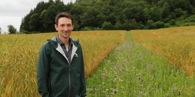 Nächstes Jahr will Severin Kiener noch mehr Blühstreifen anlegen. Mit jenem im Dinkel ist er zufrieden. (Bilder lid/ji)