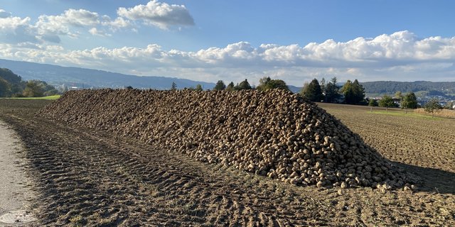 Durch die Viröse Vergilbung fallen vor allem in der Westschweiz die Erträge und Zuckergehalte niedriger aus. (Bild Katrin Erfurt)