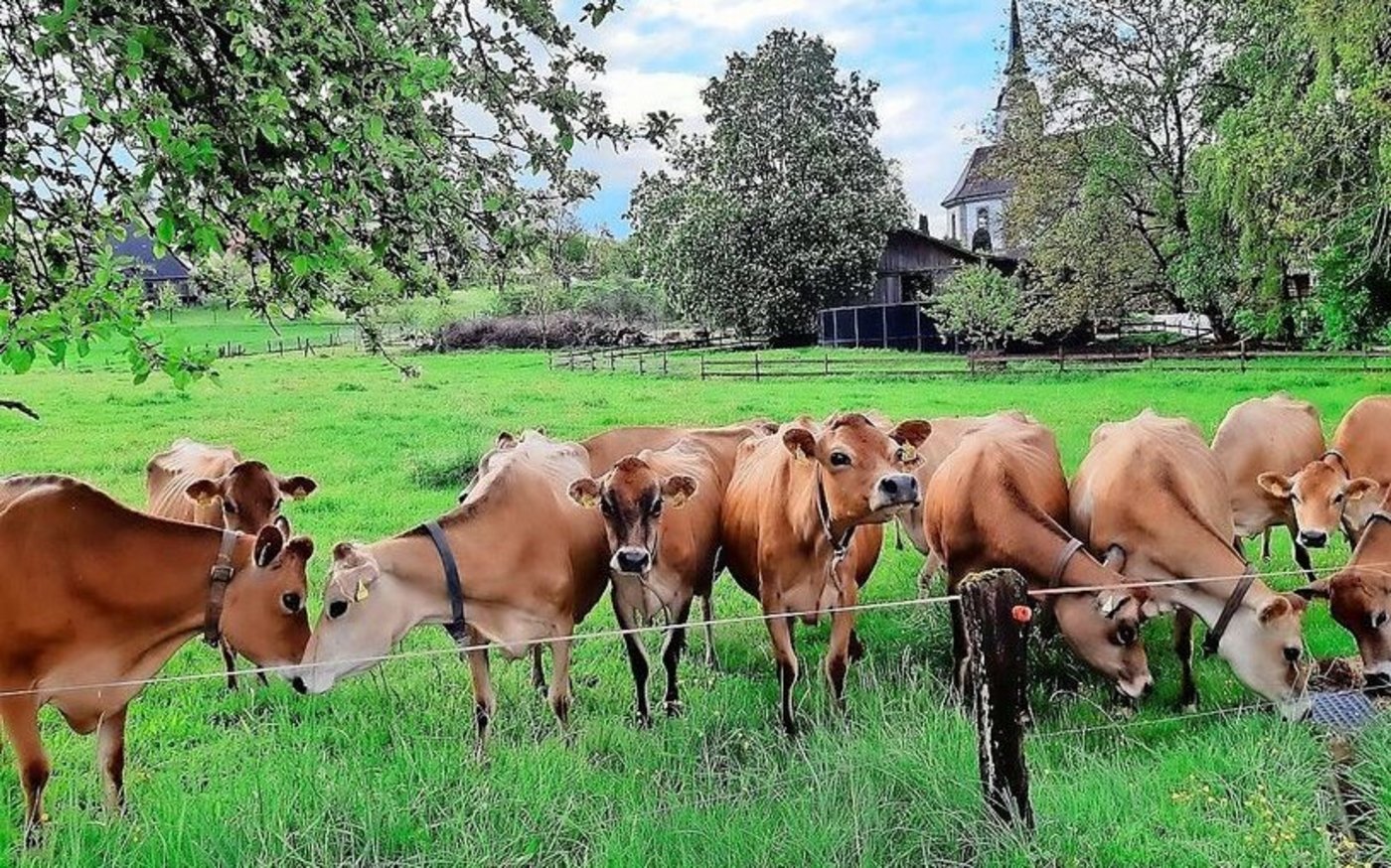Im Sommer dürfen die Jersey, wenn immer möglich, auf die Weide. Die Weidetauglichkeit war der Hauptanschaffungsgrund für Vater Hans.