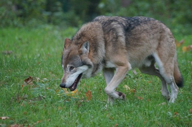 Auch wenn bei der Revision des Jagdgesetzes viel über den Wolf geredet wird, kritisieren Umweltverbände einen insgesamt verwässerten Artenschutz in der Vorlage. (Bild Pixabay)