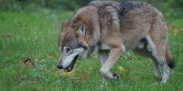 Auch wenn bei der Revision des Jagdgesetzes viel über den Wolf geredet wird, kritisieren Umweltverbände einen insgesamt verwässerten Artenschutz in der Vorlage. (Bild Pixabay)