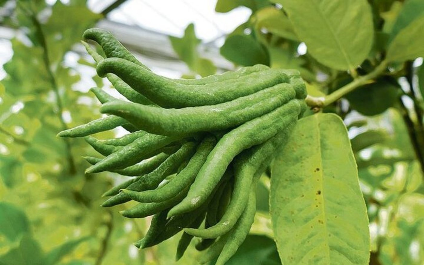 Buddhas Hand: Ihr blumiger, parfumähnlicher Duft macht die Früchte zu einem Raum- oder Schrankduft.