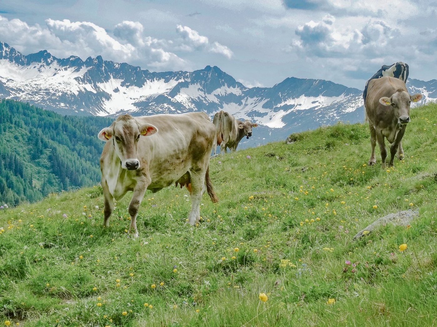 Beim Alpvieh ist die seriöse Beobachtung auf Brunsterkennung eine besondere Herausforderung. Dafür gibt es Hilfsmittel.(Archivbild BauZ)