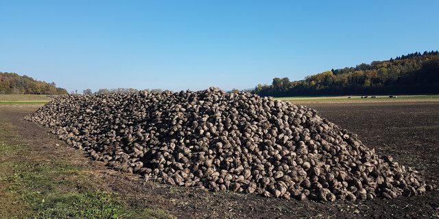 Der Einzelkulturbeitrag soll noch unter die Marke von 2018 sinken, meint die Mehrheit der WAK-N. (Bilder lid/ji)