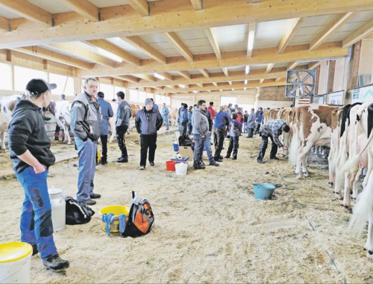 Auch in die Markthalle in Schüpbach BE, wurden Kühe ausgewählt. (Bild sb)