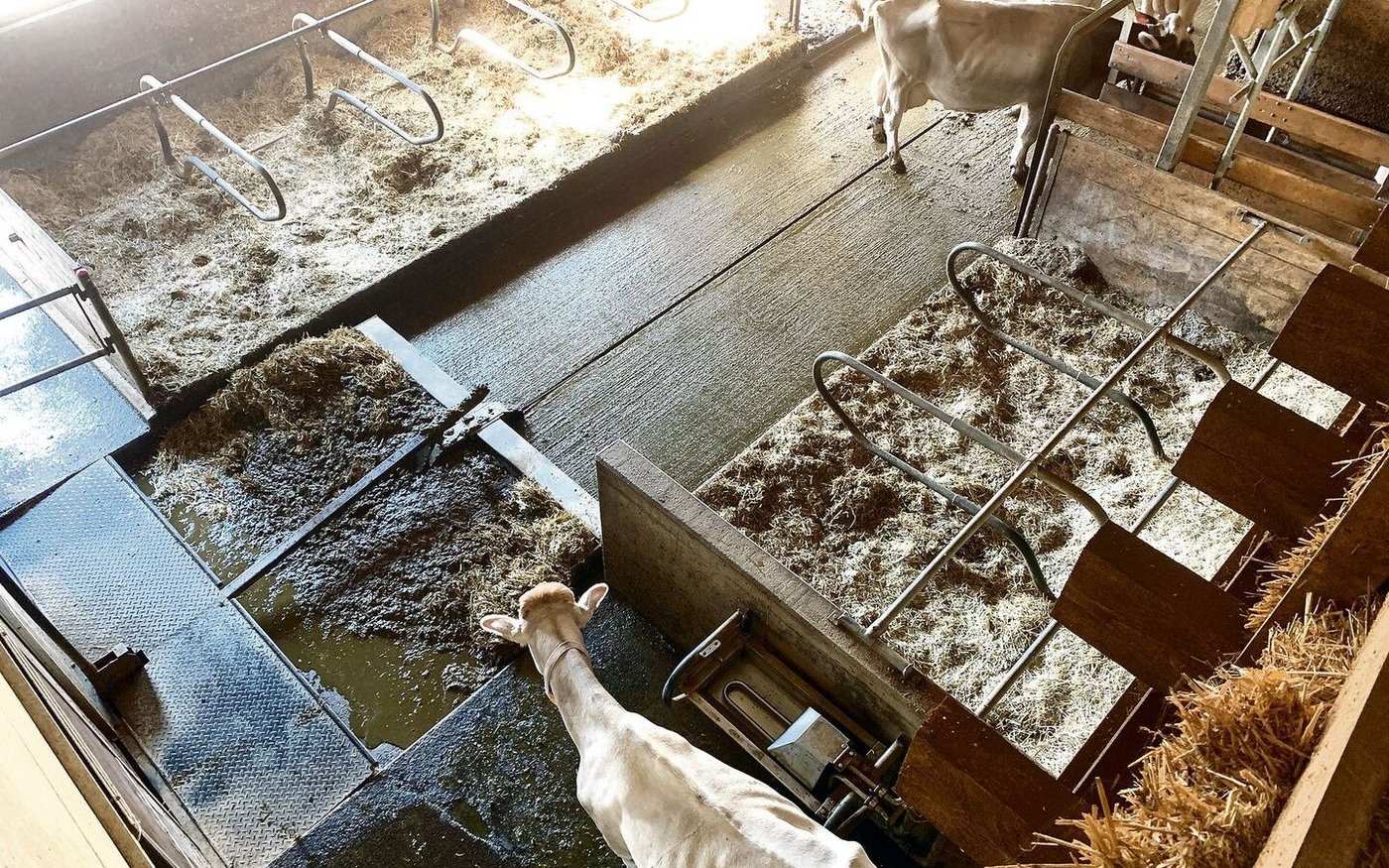In Laufställen mit Laufhöfen können die Ammoniakbelastungen hoch sein. Regelmässig gereinigte und trockene Laufflächen helfen mit, die Emissionen zu reduzieren.  