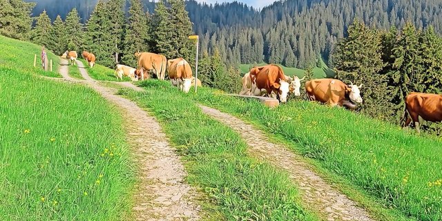 Am 13. Juli zügelten das Älplerteam und die Kühe von Klaus Eschler aus Boltigen von der Vorweide in St. Stephan hinauf auf die Alp Eggmatte.