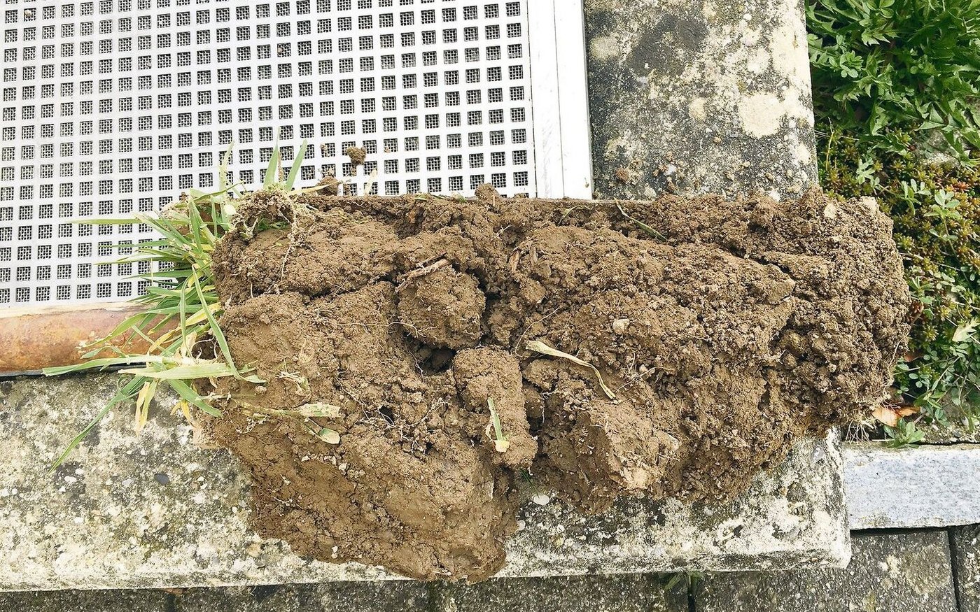 Man sieht, dass der Oberboden nach nur 3 mm Regen feucht ist. In den unteren Schichten ist genügend Winterfeuchte vorhanden.