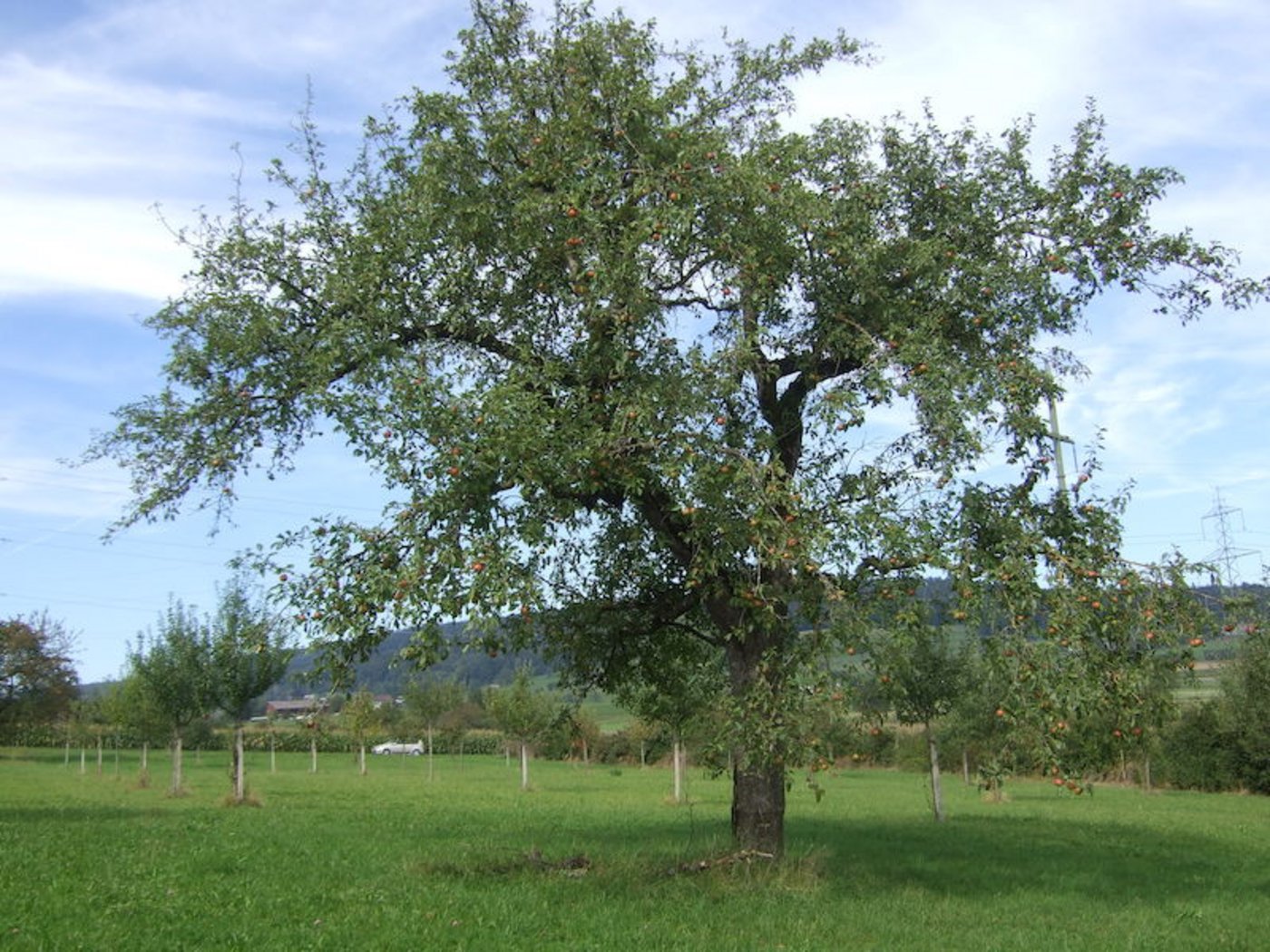Der Wehntaler Hagapfel ist eine gute Most- und eine alte Tafelapfelsorte. Ausserdem ist Sorte auch gegen die in der Schweiz neu aufgetretene Pilzkrankheit Marssonina sehr robust.
