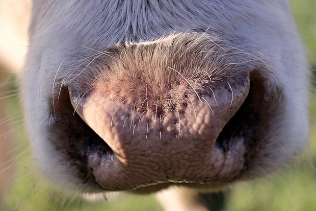 Die Kuh rutsche aus und fiel auf Bauer. (Bild pixabay)