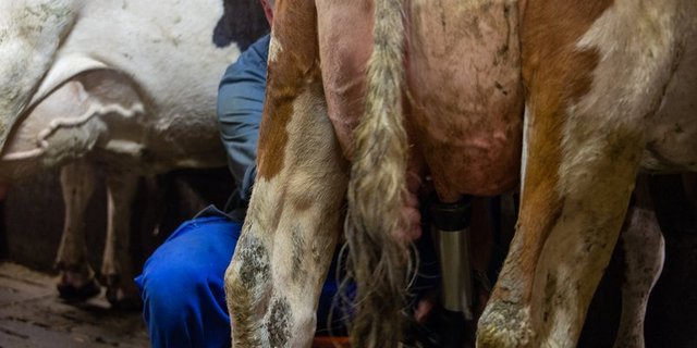 Auf einem Milchvieh-Betrieb gibt es viel Arbeit – gute Mitarbeiter sind wichtig. (Bild hja)