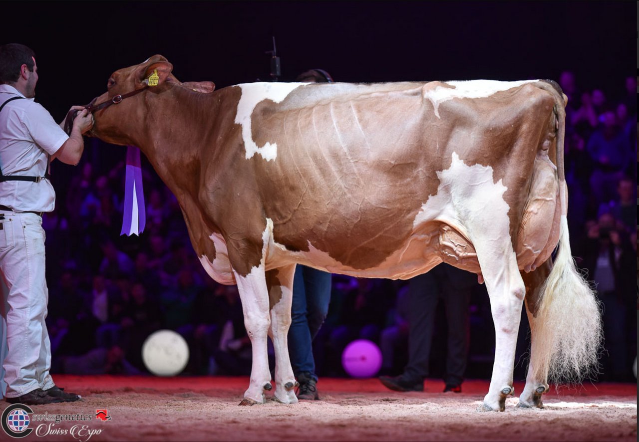 Die Grand Champion Absolute Zaia von Etienne und Anthony Genoud aus Châtel-St-Denis FR.