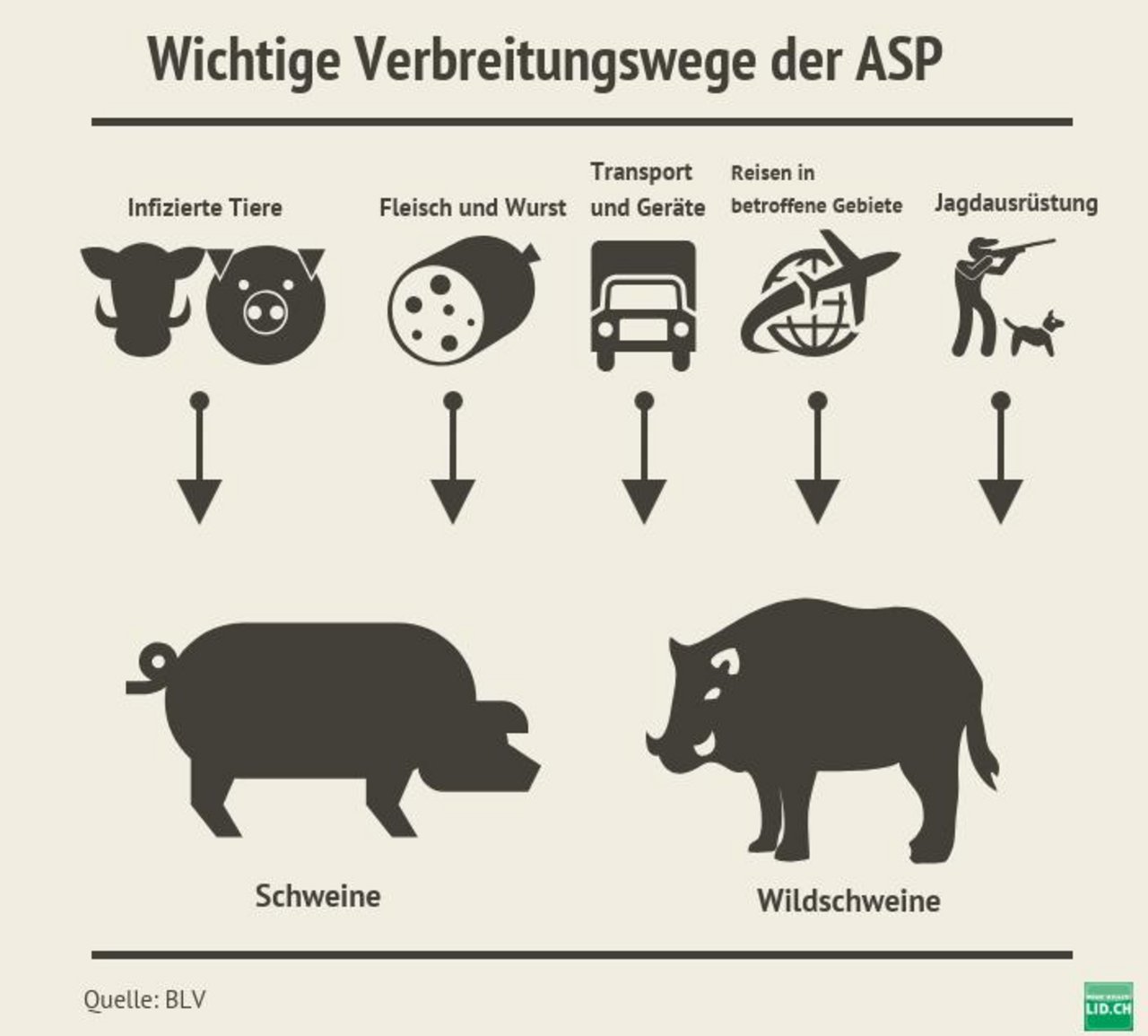Sowohl Wild- als auch Hausschweine können sich mit ASP anstecken. (Quelle: BLV / Grafik: lid)