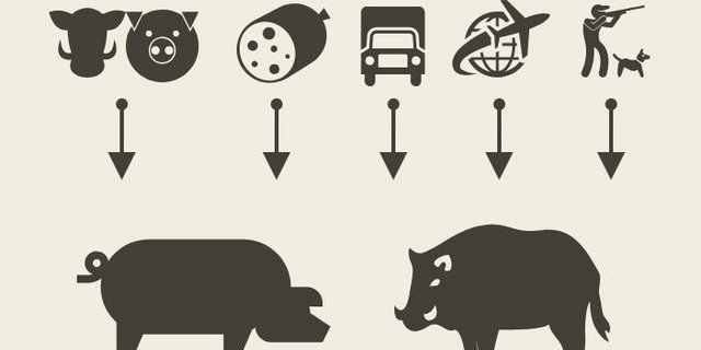 Sowohl Wild- als auch Hausschweine können sich mit ASP anstecken. (Quelle: BLV / Grafik: lid)