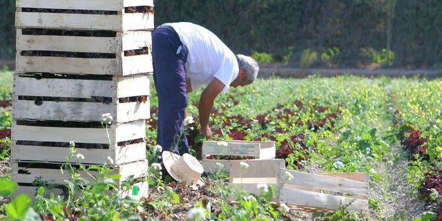 Die Italienische Landwirtschaft gerät weiter unter Druck. (Symbolbild Philippe LERIDON - stock.adobe.com)