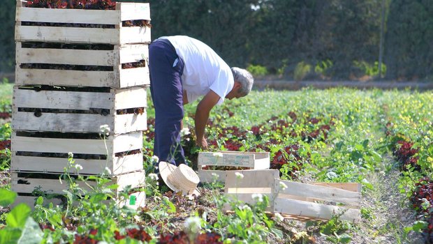 Die Italienische Landwirtschaft gerät weiter unter Druck. (Symbolbild Philippe LERIDON - stock.adobe.com)