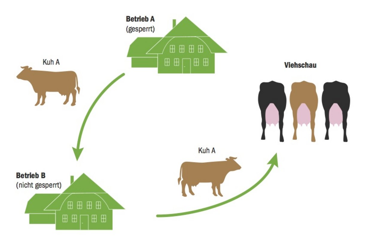 Kühe von «BVD-Betrieben» können an Schauen aufgeführt werden: mittels dubioser Verstellung auf einen nicht gesperrten Betrieb. Die Tiere können dabei gesund oder BVD-Träger sein. Beides ist möglich. (Grafik tb)