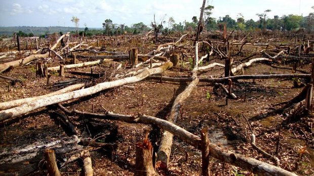 Abgeholzter Amazonas