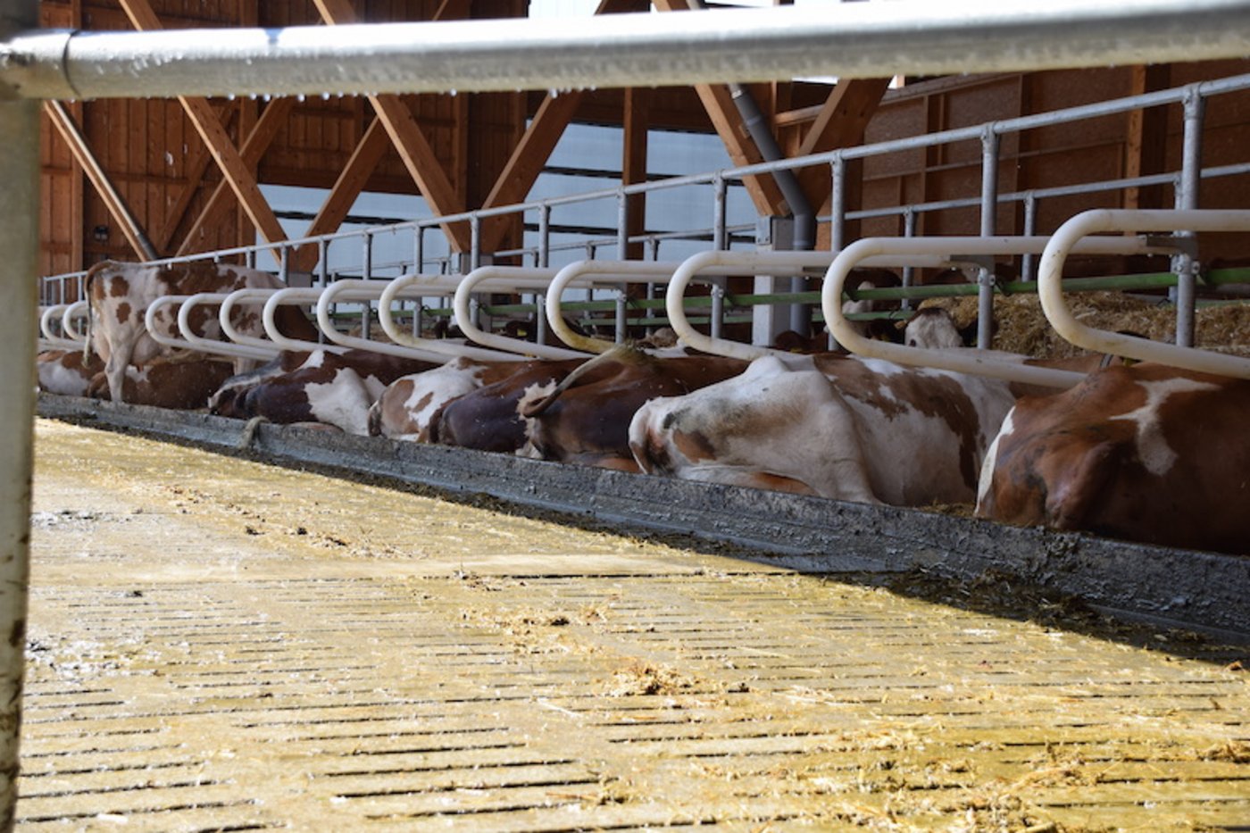 Jetzt mal ein wenig Ruhen, bevor es zum Melken geht.