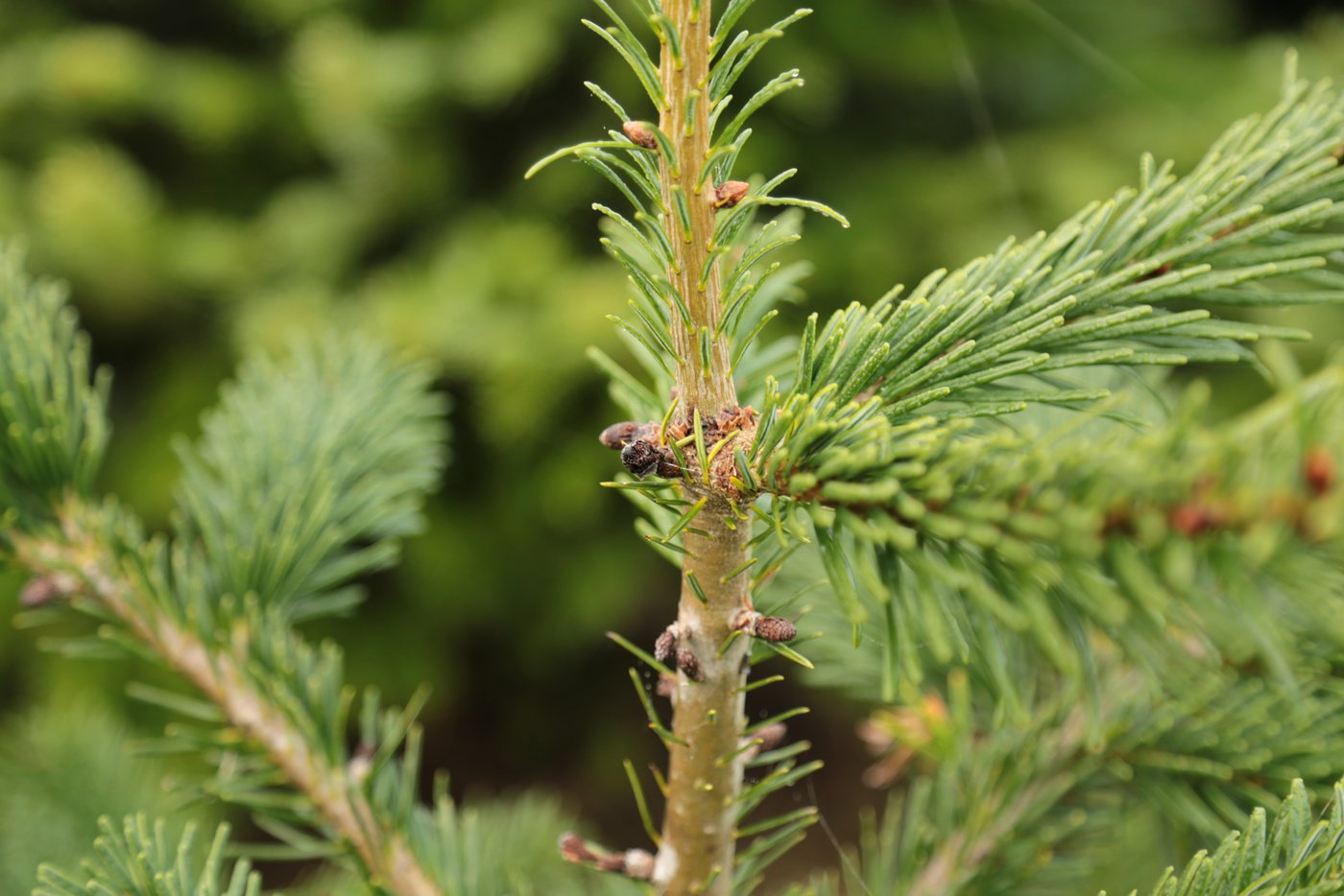 Die beiden braunen Knospen links sind Opfer des Spätfrostes. (Bild lid/ji)