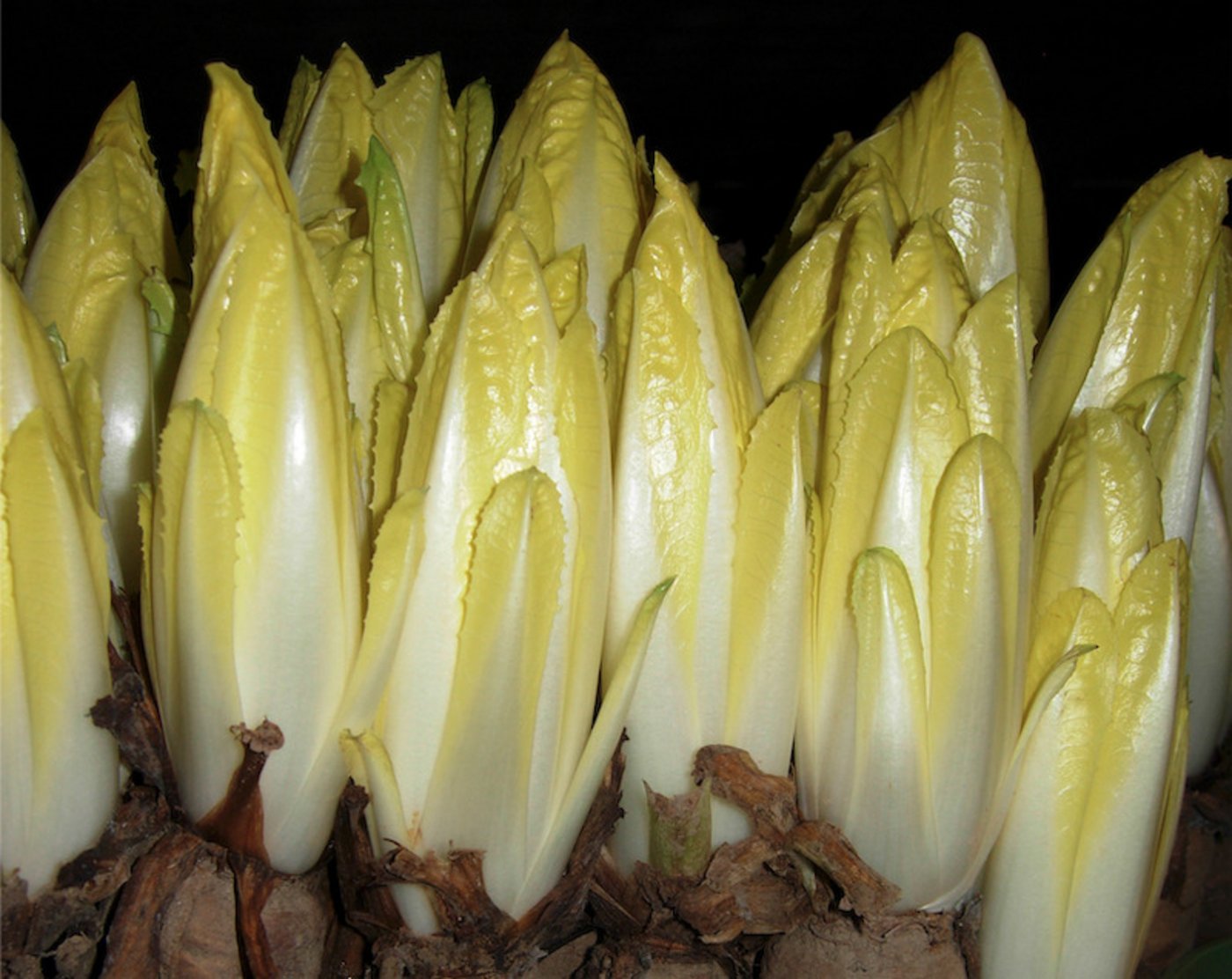 Erst in der Treiberei, bei absoluter Dunkelheit, wächst der helle Zapfen aus der Wurzel.