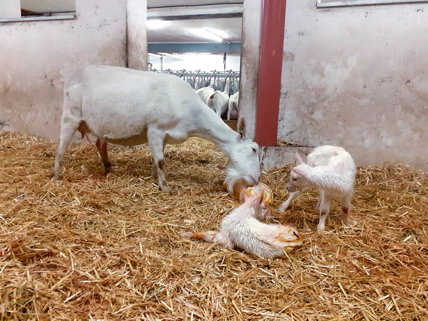 Doppelte Freude: Bei Mehrlingsträchtigkeiten muss vor dem Abgitzeln unbedingt Kraftfutter zugefüttert werden. (Bild Urs Hofstetter)
