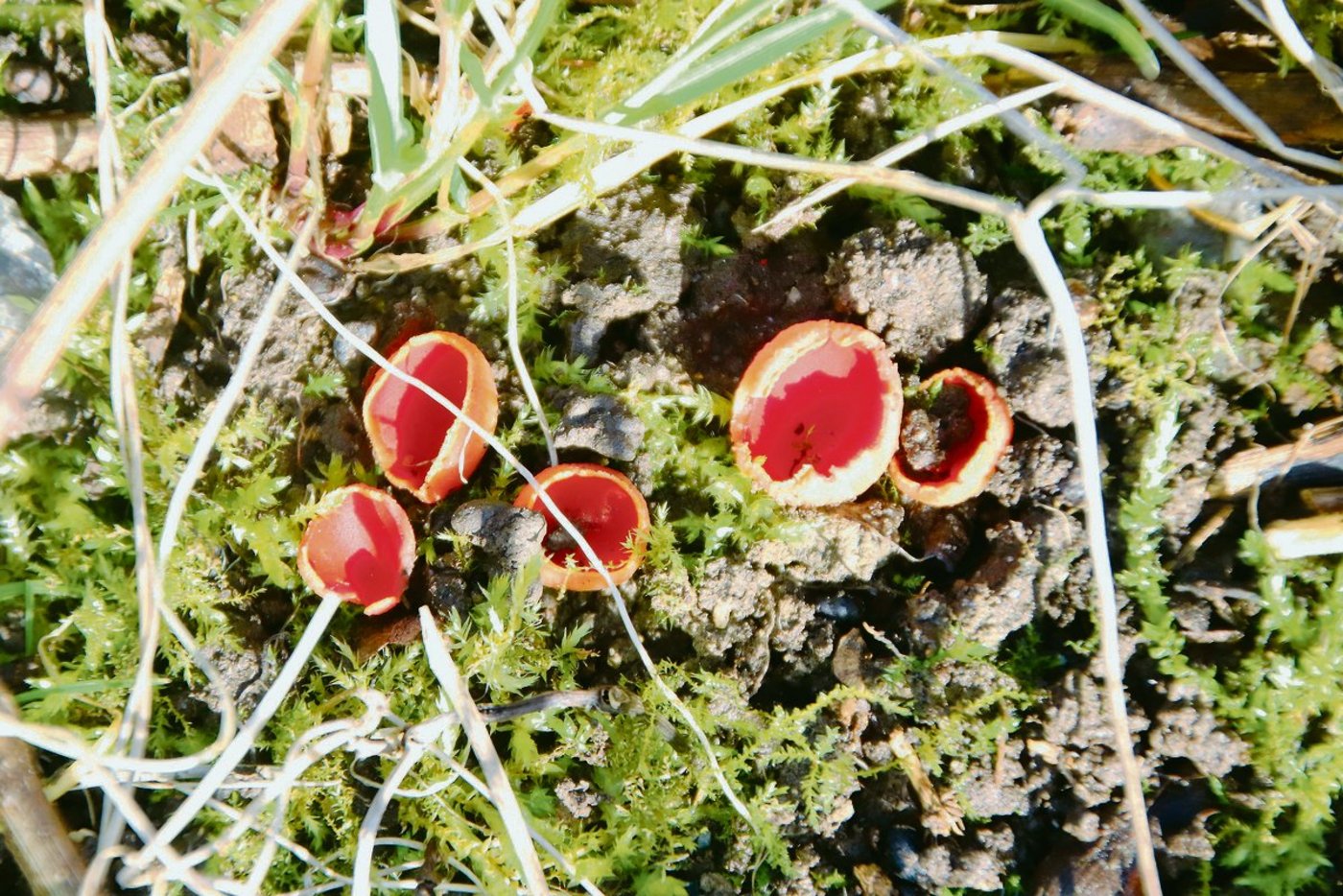Der hierzulande nur selten vorkommende zinnoberrote Kelchbecherling gedeiht auf am Boden liegenden und teilweise verfaulten Zweigen. Die seltene Pilzart fühlt sich aber auch auf morschem Rebholz wohl, wie eine Entdeckung in Dachsen zeigt.(Bilder Roland Müller)