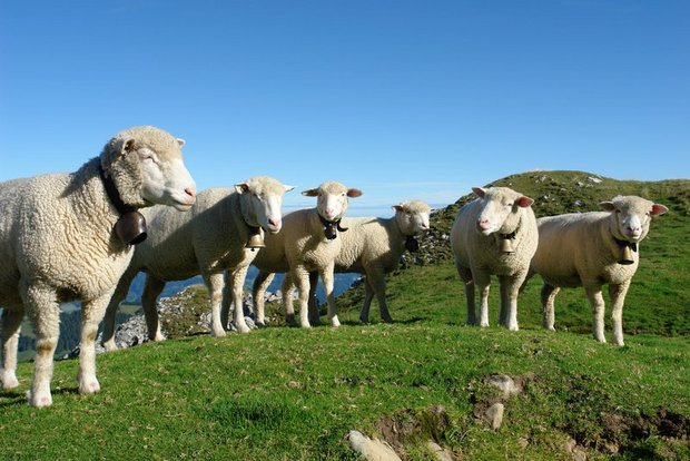 Der Alptracker (ältere Version im Bild) zeichnet das Bewegungsverhalten z. B. von Schafen auf. Sollten sich die Tiere in einer Paniksituation befinden, wird die LandwirtIn informiert und kann schnell reagieren. (Bild Aline Küenzi)