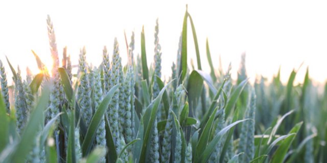 Ambitiöse Pläne: IP-Brotgetreide wird ab der Saat 2022 ausschliesslich herbizidfrei angebaut. (Bild Ruth Aerni)