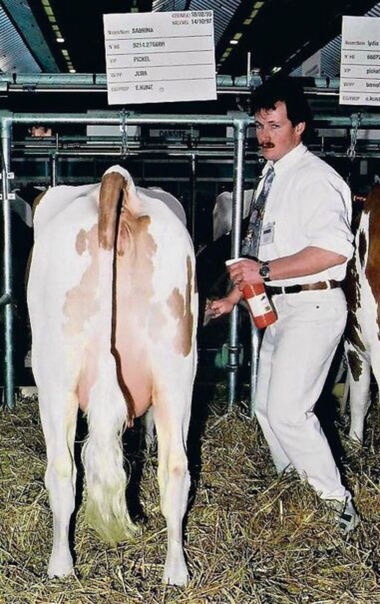 Der Wärter Ueli Rufer 1998 beim Zurechtmachen einer Pickel-Tochter. Damals durfte man fünf Pickel-Kühe ausstellen.