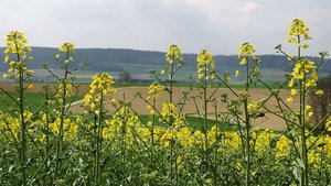 Agroscope forscht zwar nicht an neuen, inländischen Rapssorten – in Zukunft sollen aber auch für den biologischen Rapsanbau noch bessere Empfehlungen gemacht werden können.