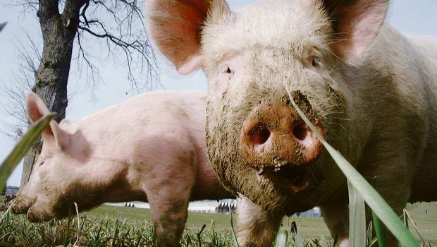 Kommt die Afrikanische Schweinepest in die Schweiz, müssten auch die Freilandschweine in den Stall. (Bild BauZ)