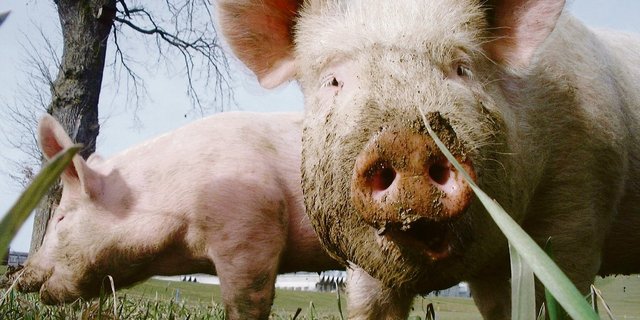 Kommt die Afrikanische Schweinepest in die Schweiz, müssten auch die Freilandschweine in den Stall. (Bild BauZ)