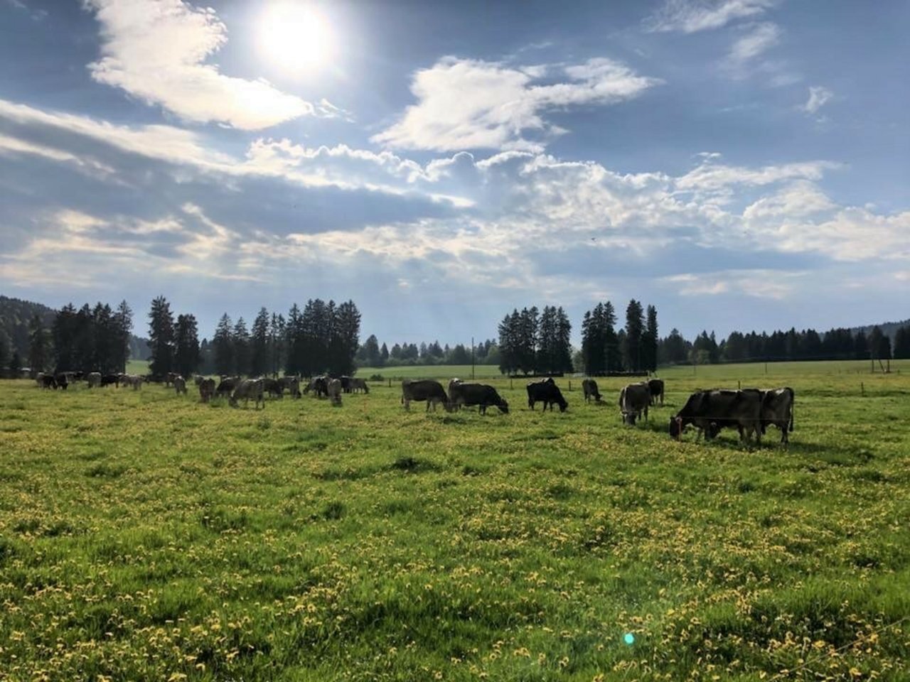 Bei schönem Wetter geniesst die Braunvieh-Herde die Juraweide umso mehr. (Bild Braunvieh Schweiz)