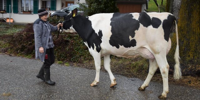 Auch die Atwood-Tochter Ballerina von Rosmarie Gerber, Biembach BE, ist an der Starparade mit dabei.  (Bilder pf/rg)