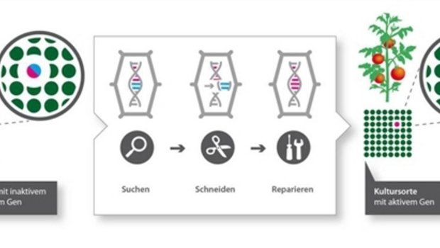 Mit Crispr-Cas lassen sich Gene punktgenau aus Organismen herausscheiden. (Grafik transgen.de) 