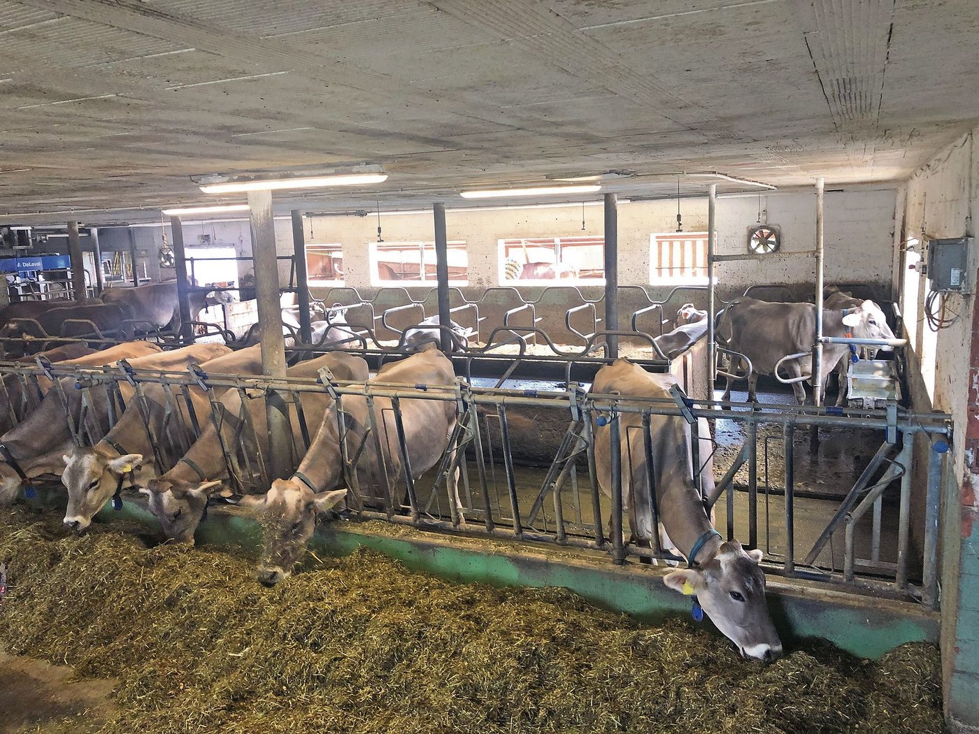 Der alte Laufstall des Betriebes Lützelhof gehörte 1986 zu den ersten im Kanton Schwyz. Für das Tierwohl ist eine Erneuerung des Laufstallbereiches geplant. (Bild bb)