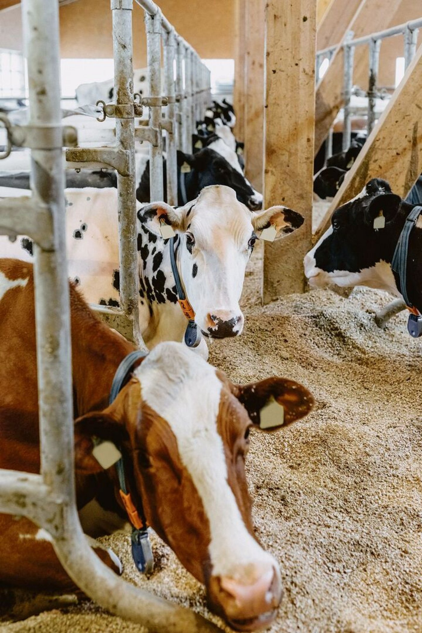 Liegen mit viel Platz und Kopffreiheit ist zentral für Kühe.