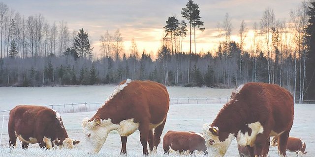 Johanna Jahkolas Hereford-Rinder bleiben das gesamte Jahr über auf der Weide – auch wenn die Wintersonne nur noch fünf Stunden am Tag den Rücken der Tiere wärmt. (Bild Johanna Jahkola)